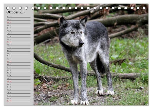 Produktbild: Im Rudel Zuhause - Der Wolf (Tischkalender 2027 DIN A5 quer), CALVENDO Monatskalender