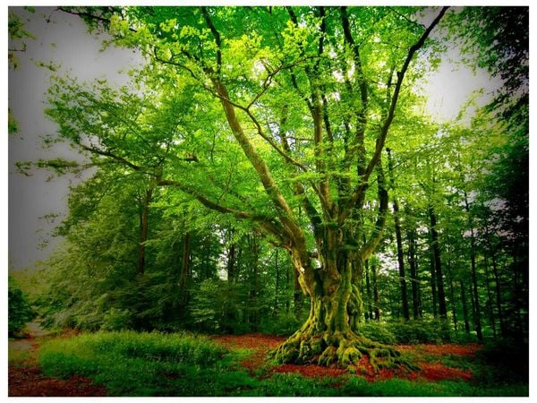 Produktbild: CALVENDO Puzzle Dicke Buche (Krombach, NRW) | 1000 Teile Lege-Gr&ouml;&szlig;e 64x48cm Foto-Puzzle f&uuml;r gl&uuml;ckliche Stunden