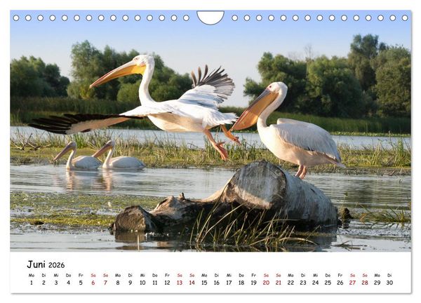 Produktbild: Eine Reise ins magische Donaudelta (Wandkalender 2026 DIN A4 quer), CALVENDO Monatskalender