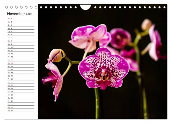 Produktbild: Bl&uuml;tenzauber Orchideen (Wandkalender 2026 DIN A4 quer), CALVENDO Monatskalender