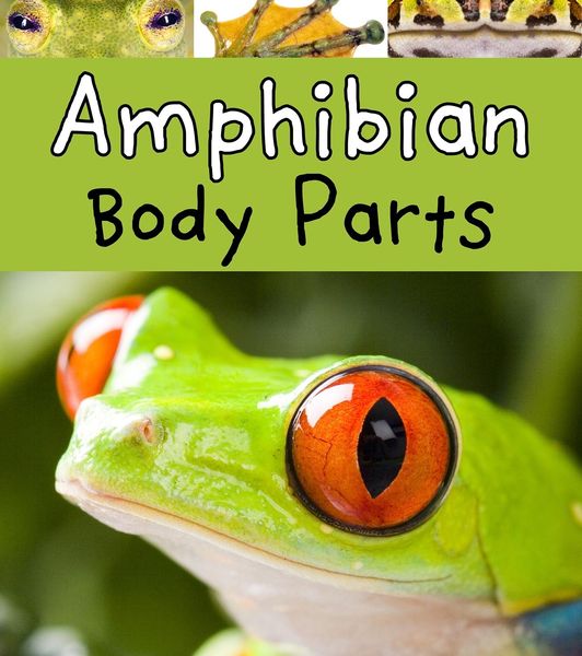 Produktbild: Amphibian Body Parts