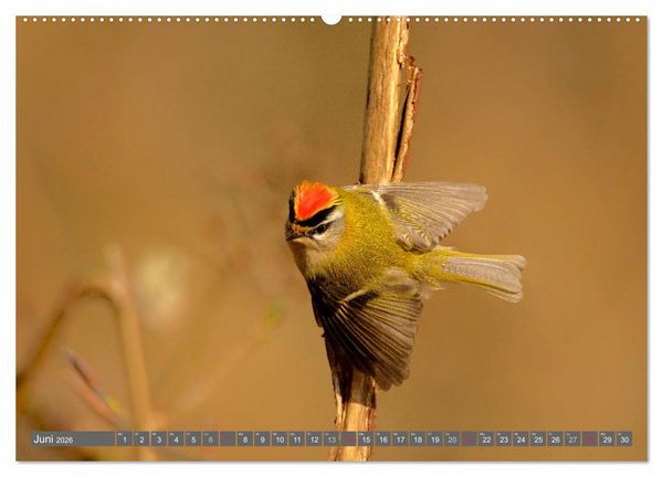 Produktbild: INNE BOTANIK - V&ouml;gel im Ruhrpott (hochwertiger Premium Wandkalender 2026 DIN A2 quer), Kunstdruck in Hochglanz