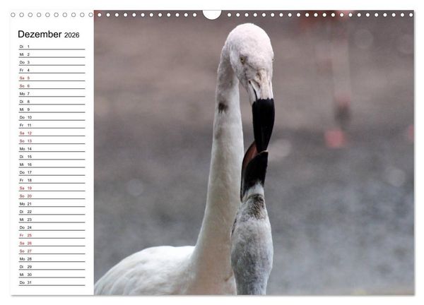 Produktbild: Elegante Flamingo (Wandkalender 2026 DIN A3 quer), CALVENDO Monatskalender