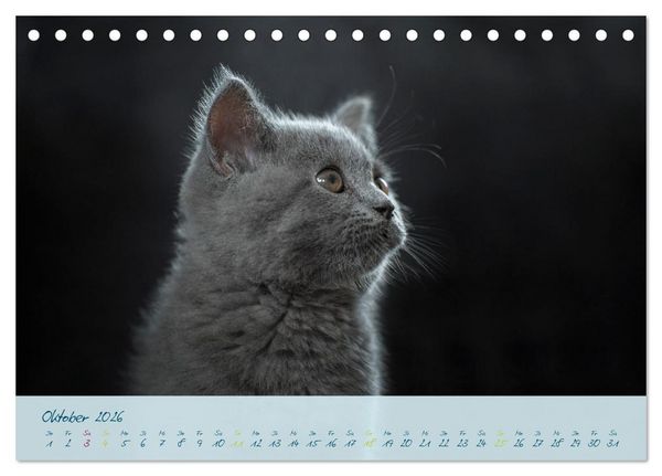 Produktbild: Ein kleiner Kater entdeckt die Welt! (Tischkalender 2026 DIN A5 quer), CALVENDO Monatskalender