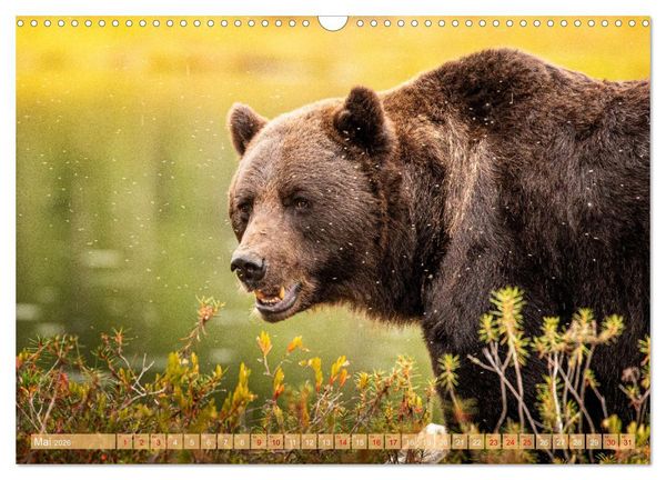 Produktbild: Wildes Finnland (Wandkalender 2026 DIN A3 quer), CALVENDO Monatskalender