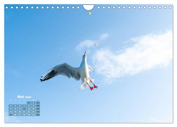 Produktbild: M&ouml;wen frech und witzig (Wandkalender 2026 DIN A4 quer), CALVENDO Monatskalender