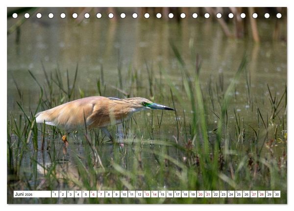 Produktbild: Vogelparadies Volvi-See (Tischkalender 2026 DIN A5 quer), CALVENDO Monatskalender