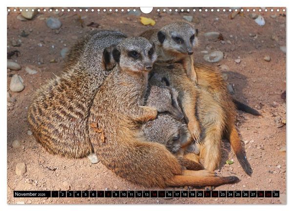 Produktbild: Lustige Erdm&auml;nnchen (Wandkalender 2026 DIN A3 quer), CALVENDO Monatskalender