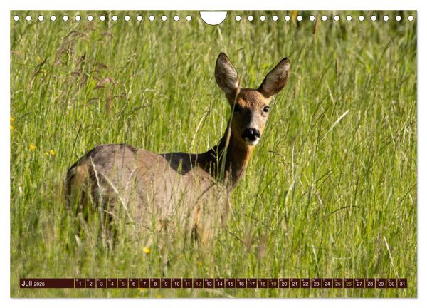 Produktbild: Zauberhafte Wesen - anmutiges Rehwild (Wandkalender 2026 DIN A4 quer), CALVENDO Monatskalender