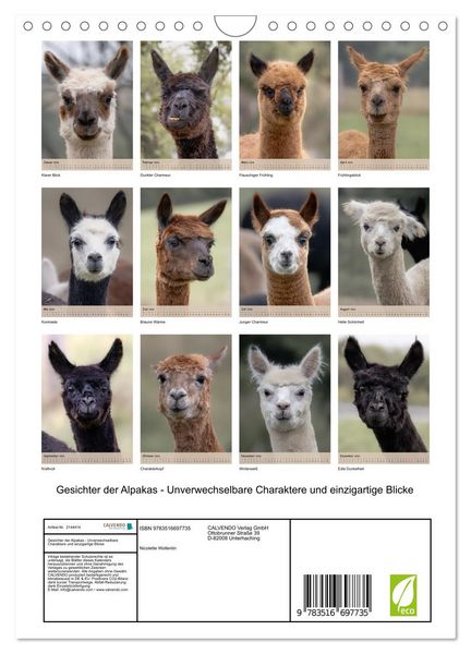 Produktbild: Gesichter der Alpakas - Unverwechselbare Charaktere und einzigartige Blicke (Wandkalender 2026 DIN A4 hoch), CALVENDO Monatskalender