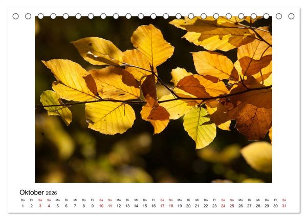 Produktbild: Nymphenburger Park (Tischkalender 2026 DIN A5 quer), CALVENDO Monatskalender