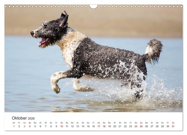 Produktbild: Freunde auf vier Pfoten am Strand (Wandkalender 2026 DIN A3 quer), CALVENDO Monatskalender