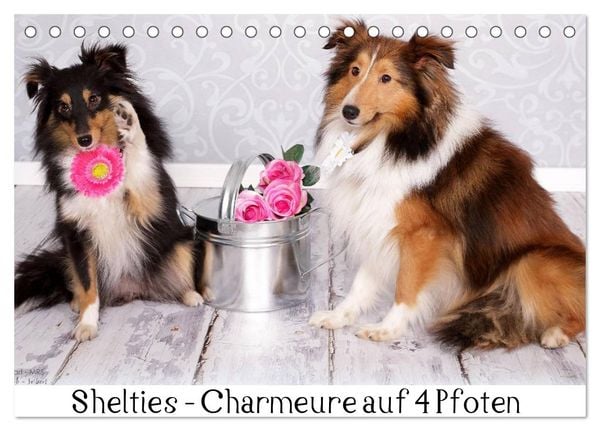 Produktbild: Shelties : Charmeure auf 4 Pfoten (Tischkalender 2026 DIN A5 quer), CALVENDO Monatskalender