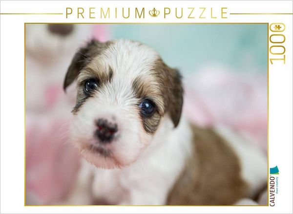 CALVENDO Puzzle Kuckuck | 1000 Teile Lege-Größe 64x48cm Foto-Puzzle für glückliche Stunden