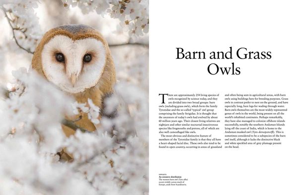 Produktbild: Owls