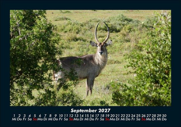 Produktbild: Tierkalender 2027 Fotokalender DIN A5
