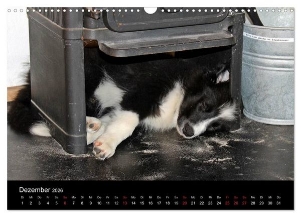Produktbild: Border Collies machen Urlaub in D&auml;nemark (Wandkalender 2026 DIN A3 quer), CALVENDO Monatskalender