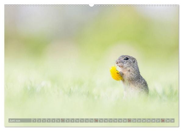 Produktbild: Liebenswerte Ziesel - vom Aussterben bedrohte Nagetiere (Wandkalender 2026 DIN A2 quer), CALVENDO Monatskalender