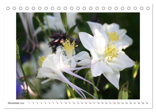 Produktbild: Akeleien im Garten (Tischkalender 2026 DIN A5 quer), CALVENDO Monatskalender