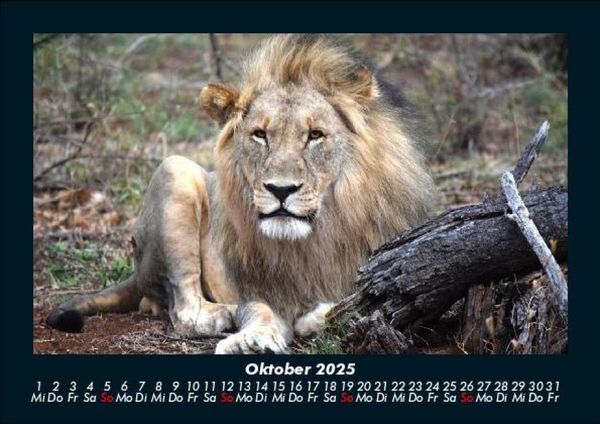 Produktbild: L&ouml;wen in der Wildnis 2025 Fotokalender DIN A5