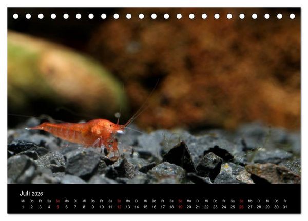 Produktbild: Zwerggarnelen - gepanzerte Juwelen im Aquarium (Tischkalender 2026 DIN A5 quer), CALVENDO Monatskalender