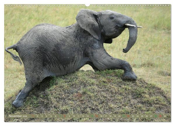 Produktbild: Afrika - im Reich der Elefanten (hochwertiger Premium Wandkalender 2026 DIN A2 quer), Kunstdruck in Hochglanz