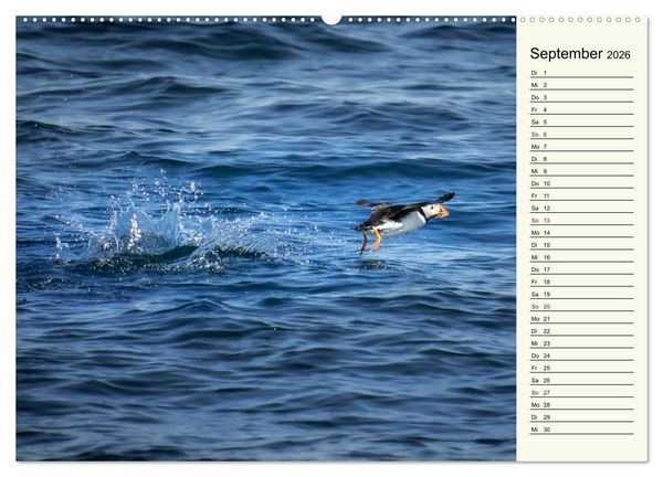 Produktbild: Die Papageientaucher von Island (hochwertiger Premium Wandkalender 2026 DIN A2 quer), Kunstdruck in Hochglanz