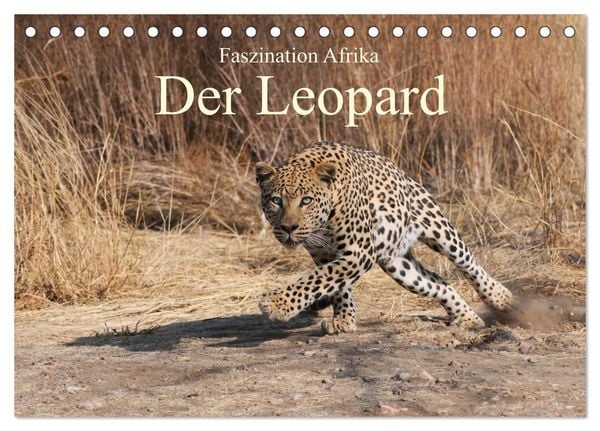 Produktbild: Faszination Afrika: Der Leopard (Tischkalender 2026 DIN A5 quer), CALVENDO Monatskalender