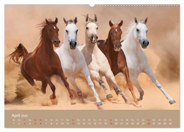 Produktbild: Pferde &bull; Araber im W&uuml;stensand (Wandkalender 2026 DIN A2 quer), CALVENDO Monatskalender