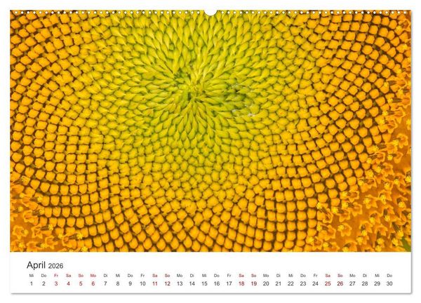 Produktbild: Sonnenblumen - Erstrahlen im freundlichen Gelb. (hochwertiger Premium Wandkalender 2026 DIN A2 quer), Kunstdruck in Hochglanz