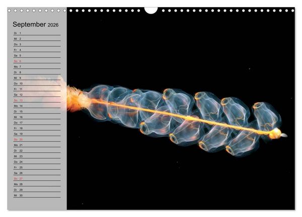 Produktbild: Quallen. Die Welt der Medusen (Wandkalender 2026 DIN A3 quer), CALVENDO Monatskalender