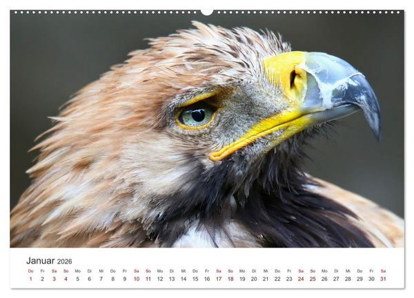 Produktbild: GREIFVOGEL- UND EULENPORTR&Auml;TS (Wandkalender 2026 DIN A2 quer), CALVENDO Monatskalender
