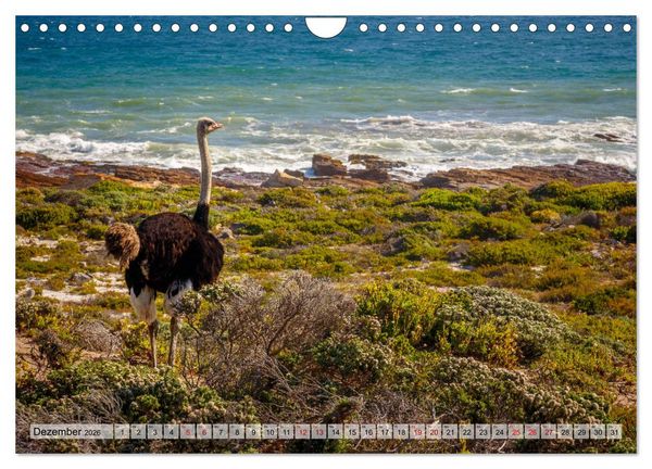 Produktbild: S&uuml;dafrika: Kapstadt, Garden Route und Cape Winelands (Wandkalender 2026 DIN A4 quer), CALVENDO Monatskalender