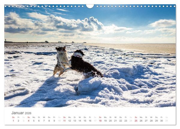Produktbild: Australian Shepherd 2026 (Wandkalender 2026 DIN A3 quer), CALVENDO Monatskalender