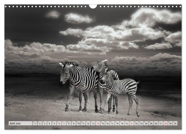 Produktbild: Wilde Tiere in schwarz-wei&szlig; (Wandkalender 2026 DIN A3 quer), CALVENDO Monatskalender