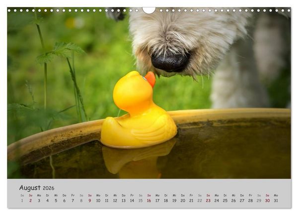 Produktbild: Ein Bobtail namens Miles (Wandkalender 2026 DIN A3 quer), CALVENDO Monatskalender
