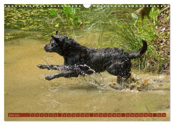 Produktbild: Faszination Hund (Wandkalender 2026 DIN A3 quer), CALVENDO Monatskalender