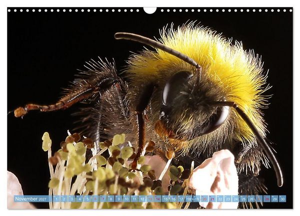 Produktbild: INSEKTENGESICHTER (Wandkalender 2027 DIN A3 quer), CALVENDO Monatskalender