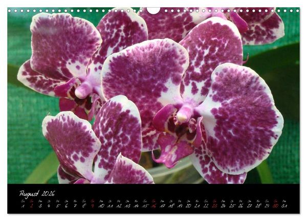 Produktbild: Farbenreiche Orchideen (Wandkalender 2026 DIN A3 quer), CALVENDO Monatskalender