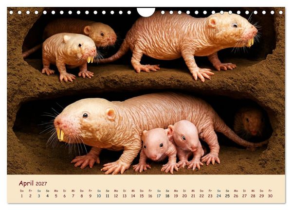 Produktbild: Im Reich der Tunnelbauer - Maulw&uuml;rfe und Nacktmulle, Leben im Verborgenen (Wandkalender 2027 DIN A4 quer), CALVENDO Monatskalender