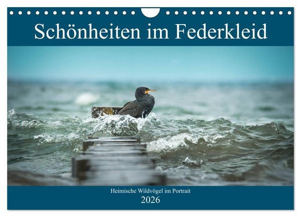 Produktbild: Sch&ouml;nheiten im Federkleid - Heimische Wildv&ouml;gel im Portrait (Wandkalender 2026 DIN A4 quer), CALVENDO Monatskalender