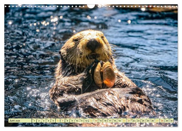 Produktbild: Fischotter - putzige Kerlchen und elegante Schwimmer (Wandkalender 2026 DIN A3 quer), CALVENDO Monatskalender