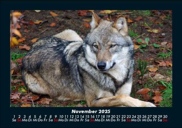 Produktbild: Tiere in der Wildnis 2025 Fotokalender DIN A5
