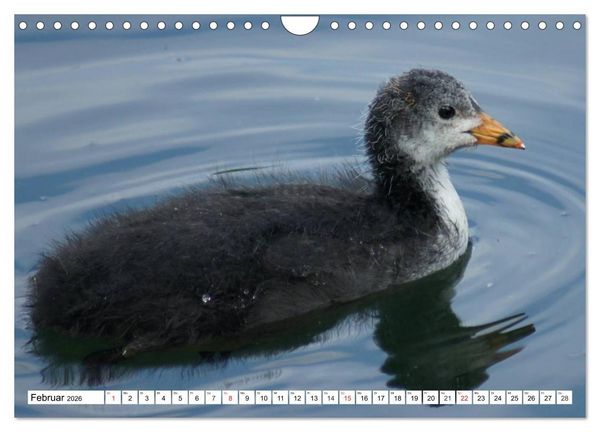 Produktbild: Niedliche Entenk&uuml;ken (Wandkalender 2026 DIN A4 quer), CALVENDO Monatskalender