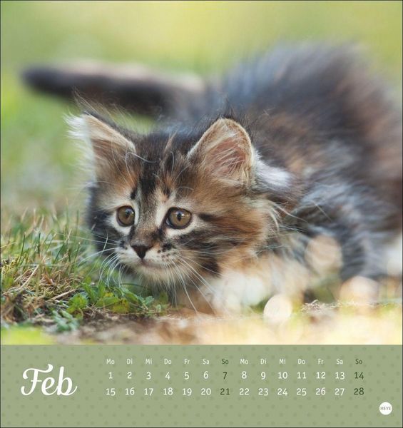 Produktbild: Katzen Postkartenkalender Kleine Tiger 2027