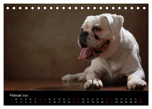 Produktbild: Liebenswerte Boxer (Tischkalender 2026 DIN A5 quer), CALVENDO Monatskalender
