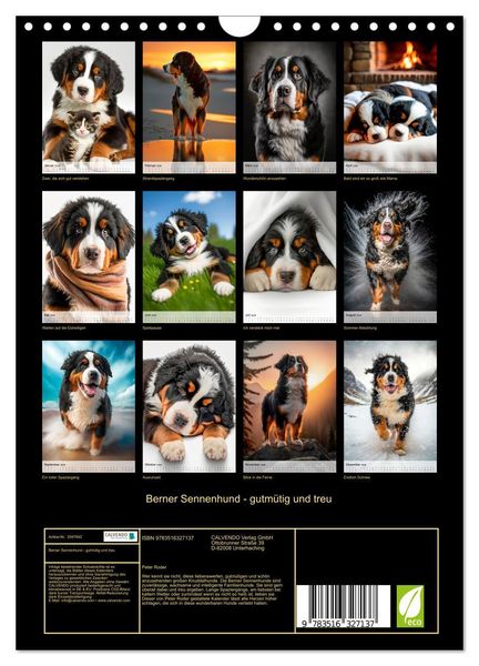 Produktbild: Berner Sennenhund - gutm&uuml;tig und treu (Wandkalender 2026 DIN A4 hoch), CALVENDO Monatskalender