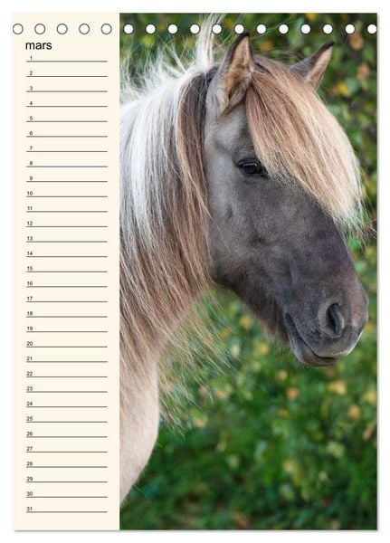 Produktbild: Cheval islandais - Calendrier anniversaire (Calendrier de bureau 2026 DIN A5 horizontal), CALVENDO calendrier mensuel