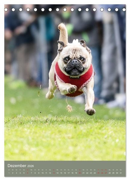 Produktbild: Mops-Rennen (Tischkalender 2026 DIN A5 hoch), CALVENDO Monatskalender