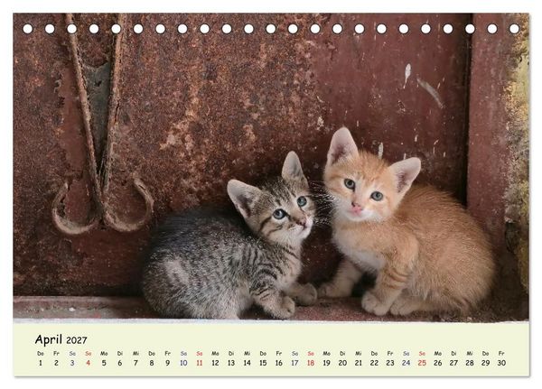 Produktbild: MarokkoCats (Tischkalender 2027 DIN A5 quer), CALVENDO Monatskalender